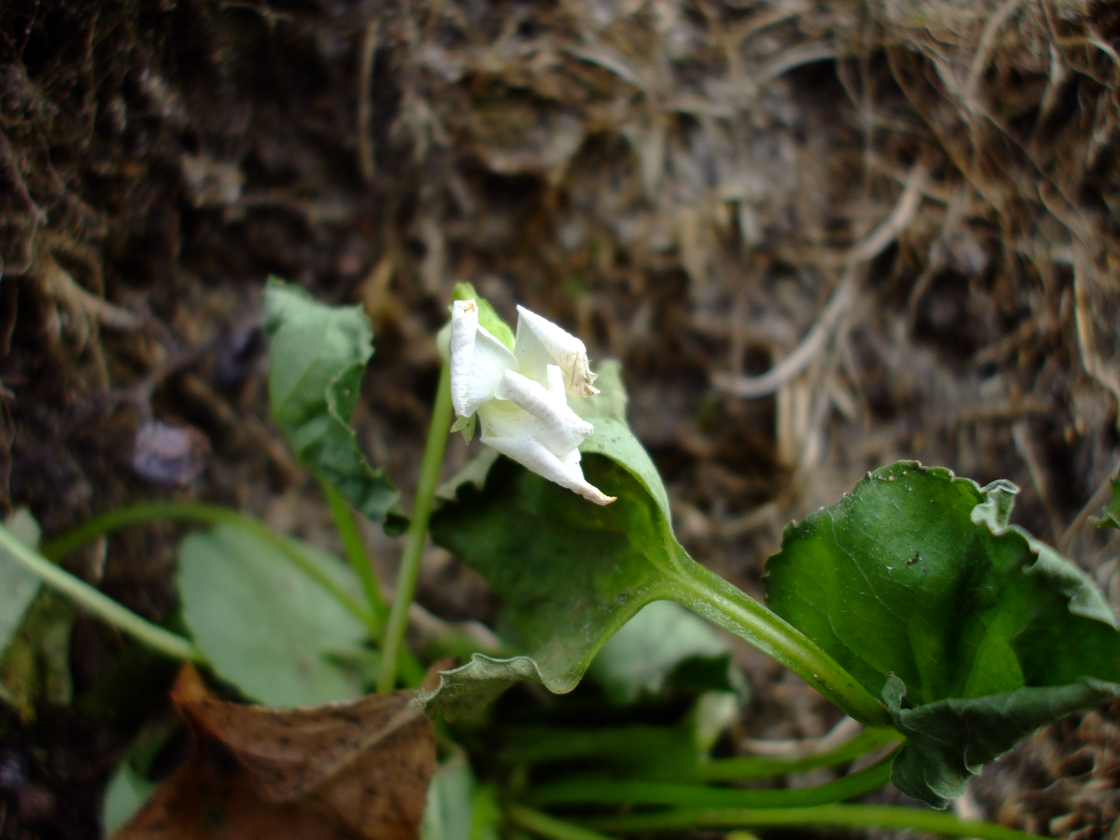 Viola floridana